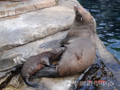 繽FUN遊學生活體驗之旅,學聯遊學團