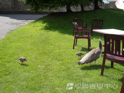 繽FUN遊學生活體驗之旅,學聯遊學團