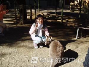 悉尼都會文化體驗遊學假期,學聯遊學團
