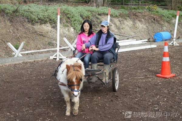 新西蘭農莊體驗之旅,學聯遊學團