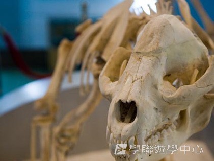 基地義工體驗營,學聯遊學團