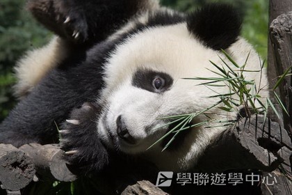 基地義工體驗營,學聯遊學團