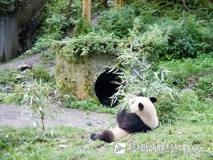 基地義工體驗營,學聯遊學團