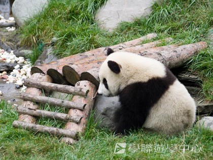 基地義工體驗營,學聯遊學團