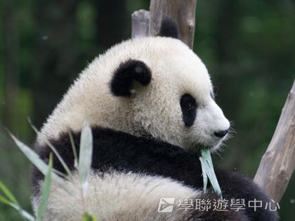 基地義工體驗營,學聯遊學團